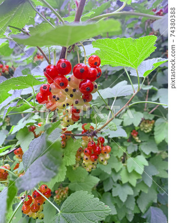 Redcurrant berries ripen on bush. Studio Photo Redcurrant berries ripen on bush. Studio Photo 74380388