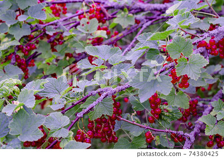 Redcurrant berries ripen on bush. Studio Photo Redcurrant berries ripen on bush. Studio Photo 74380425
