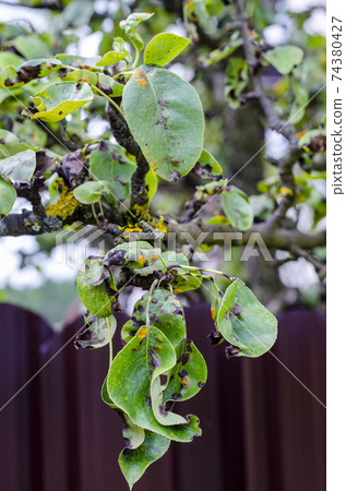 Leaves of fruit trees affected by fungal diseases 74380427