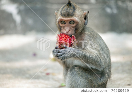 Cute monkey 74380439