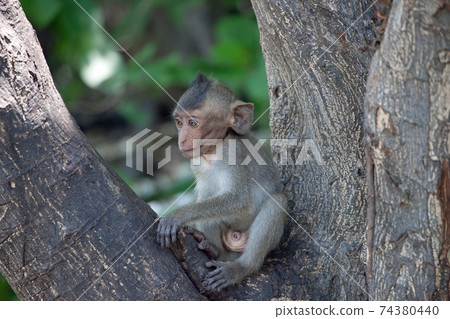 Cute monkey Cute monkey 74380440
