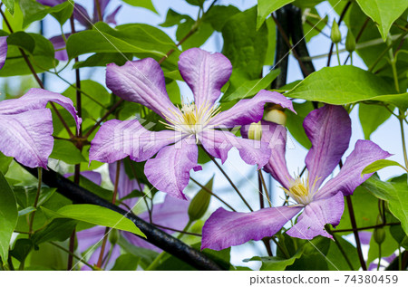 Lilac clematis flowers on background of green bush 74380459