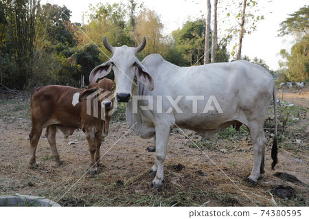 Mother and child cows together. 74380595