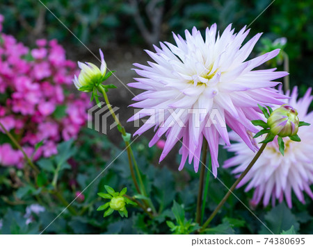 美麗的花朵 74380695