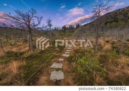 Pathway made of wooden planks over the swamp, Mohos bog Pathway made of wooden planks over the swamp, Mohos bog 74380922
