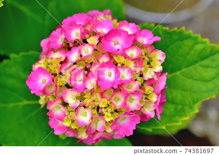 Hydrangea in full bloom 74381697