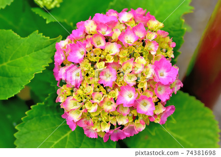 盛開的繡球花 74381698