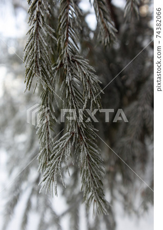 Winter forest. Road through frozen forest with snow 74382066