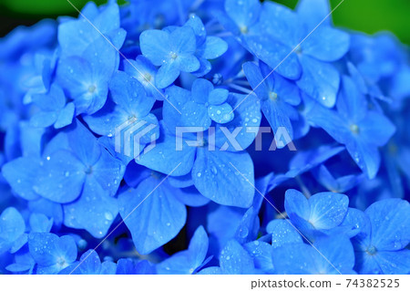 Hydrangea in full bloom 74382525