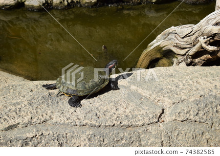 Group turtles in the sun on pond 74382585