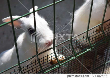 Black and white rabbits in a cage. A beautiful rabbits in a cage 74382586