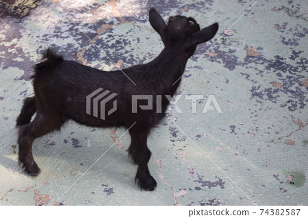Portrait of a little funny black goat on the farm 74382587