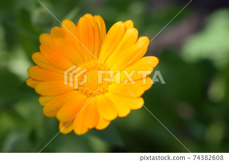 Beautiful Calendula in the garden. Orange calendula flowers. 74382608