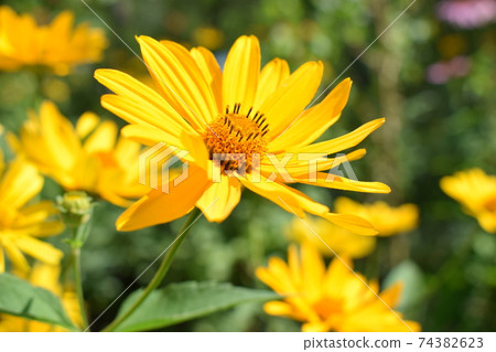 Heliopsis helianthoides. Beautiful yellow flower on blurred background. 74382623