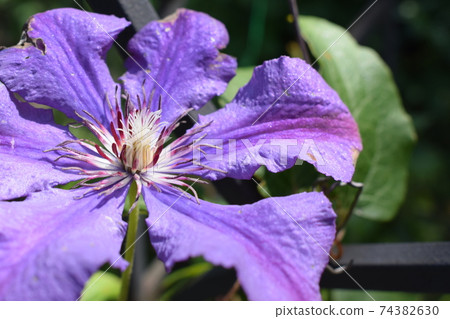 Clematis with rain drops. The colors of spring Clematis with rain drops. The colors of spring 74382630