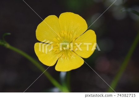 Close up of a yellow Meadow Buttercup flower. Also known as a Common, Giant, and Tall Buttercup. Close up of a yellow Meadow Buttercup flower. Also known as a Common, Giant, and Tall Buttercup. 74382715
