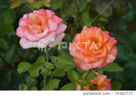 Beautiful rose and orange roses in garden. Blooming Bright orange roses. Blooming in the garden Beautiful rose and orange roses in garden. Blooming Bright orange roses. Blooming in the garden 74382737