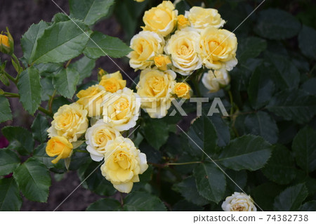 Some orange yellow roses in the garden Some orange yellow roses in the garden 74382738