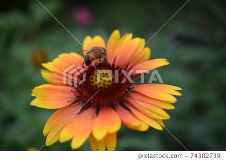 Bee on a flower Gaillardia aristata (common gaillardia) Bee on a flower Gaillardia aristata (common gaillardia) 74382739