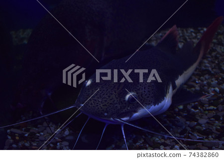 Channel catfish, Ictalurus punctatus, rest on sand bottom in biotope aquarium 74382860