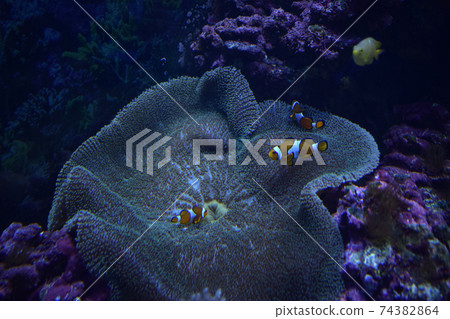 Amphiprion Ocellaris Clownfish - The most popular saltwater fish in reef aquarium tanks Amphiprion Ocellaris Clownfish - The most popular saltwater fish in reef aquarium tanks 74382864