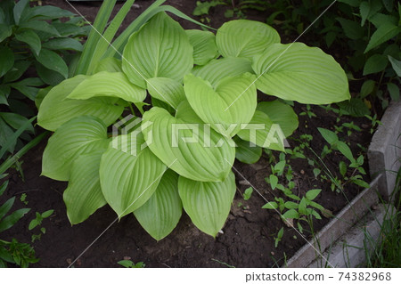 Beautiful Hosta leaves background. Beautiful Hosta leaves background. 74382968