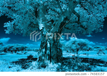 非洲猴麵包樹和黑斑羚 74383157