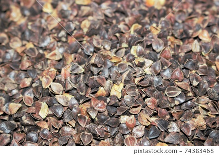 Buckwheat husk Buckwheat husk 74383468