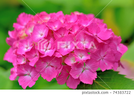 Hydrangea blooming in Yamashita Park 74383722