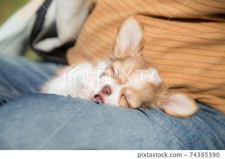 吉娃娃，與主人互動的小狗 74385390
