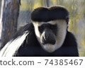Abyssinian colobus who looks like a monkey 74385467