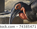 Southern ground hornbill red is originally 74385471