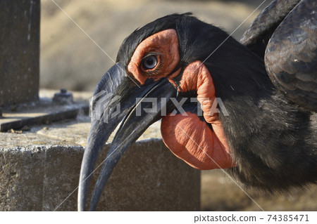 Southern ground hornbill red is originally 74385471