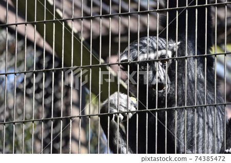 Curious-san, get it out of here! 74385472