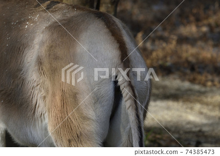 Animal butt 74385473