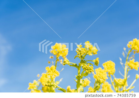 Rape field of floating island sunflower land 74385759