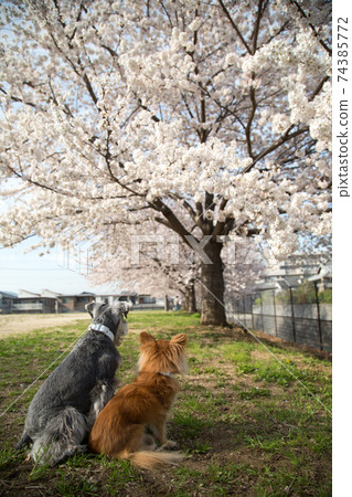 Chihuahua and schnauzer staring at cherry blossom petals Chihuahua and schnauzer staring at cherry blossom petals 74385772