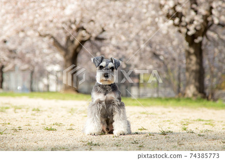 Schnauzer poses in a cherry blossom park in full bloom Schnauzer poses in a cherry blossom park in full bloom 74385773