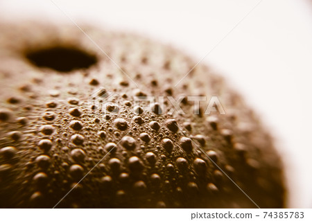 Sea urchin abstract macro view 74385783
