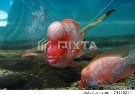 火烈鳥麗魚科魚 74386234