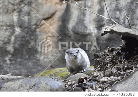 Become a picture of an otter 74386398