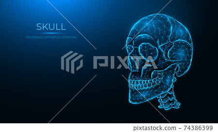 Polygonal vector illustration of a human skull.... - Stock Illustration ...