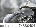 Otter nature 74386406