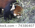 Red panda is cute even when eating 74386407