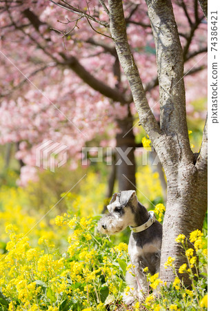 A miniature schnauzer that feels spring surrounded by rape blossoms and cherry blossoms A miniature schnauzer that feels spring surrounded by rape blossoms and cherry blossoms 74386421
