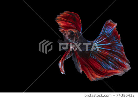 The moving moment beautiful of blue and red siamese betta fish with copy space. The moving moment beautiful of blue and red siamese betta fish with copy space. 74386432