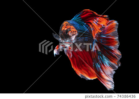 The moving moment beautiful of blue and red siamese betta fish with copy space. The moving moment beautiful of blue and red siamese betta fish with copy space. 74386436