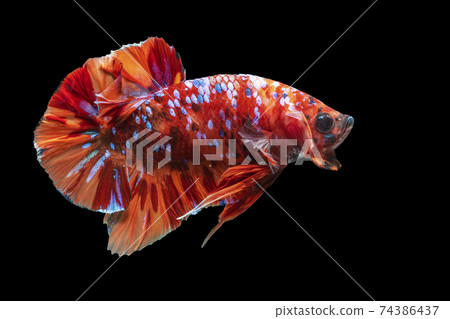 The moving moment beautiful of blue and red siamese betta fish with copy space. The moving moment beautiful of blue and red siamese betta fish with copy space. 74386437