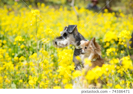Chihuahua and schnauzer sitting in a rape field Chihuahua and schnauzer sitting in a rape field 74386471