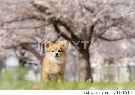 吉娃娃坐在盛開的櫻花前 74386519